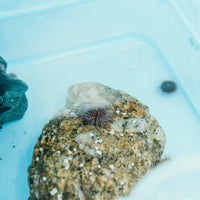 Feed A Super Star ⭐️