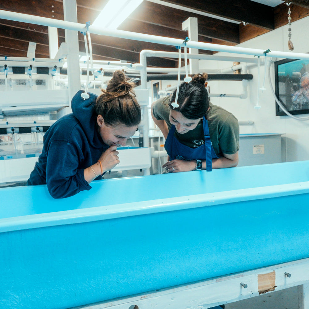 Feed A Super Star ⭐️