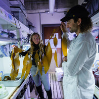 Thermally Tolerant Kelp