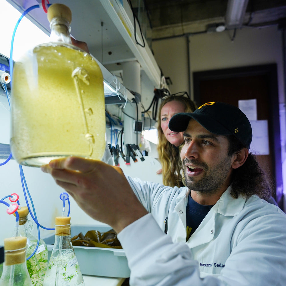Thermally Tolerant Kelp