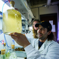 Thermally Tolerant Kelp