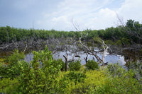 Restore Watershed in the Florida Keys