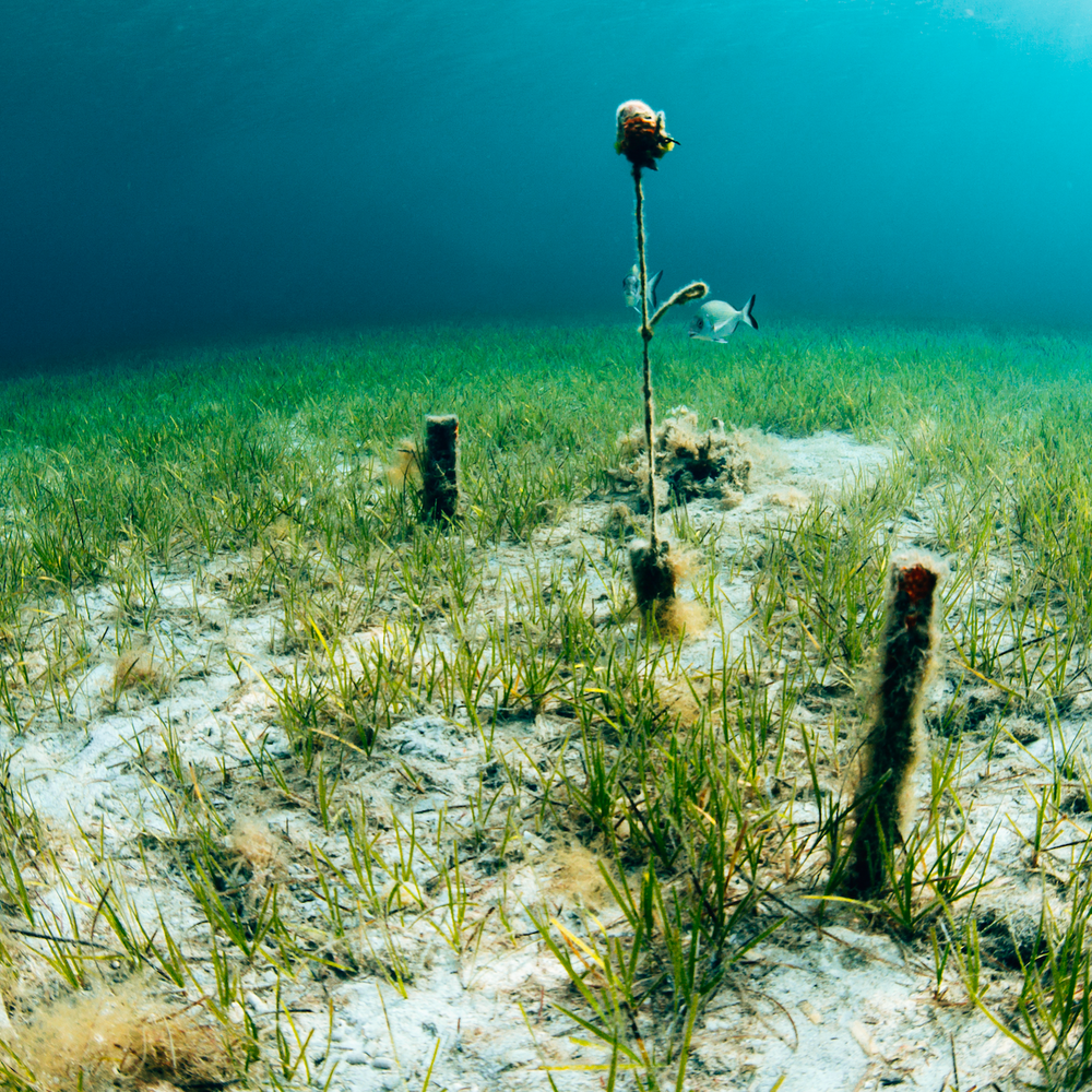 Restore Seagrass and Algae in Spain