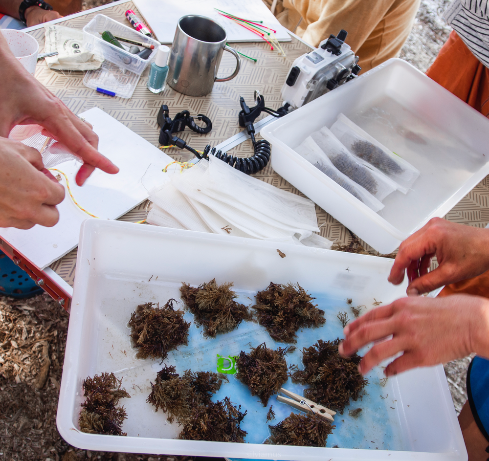 Restore Seagrass and Algae in Spain