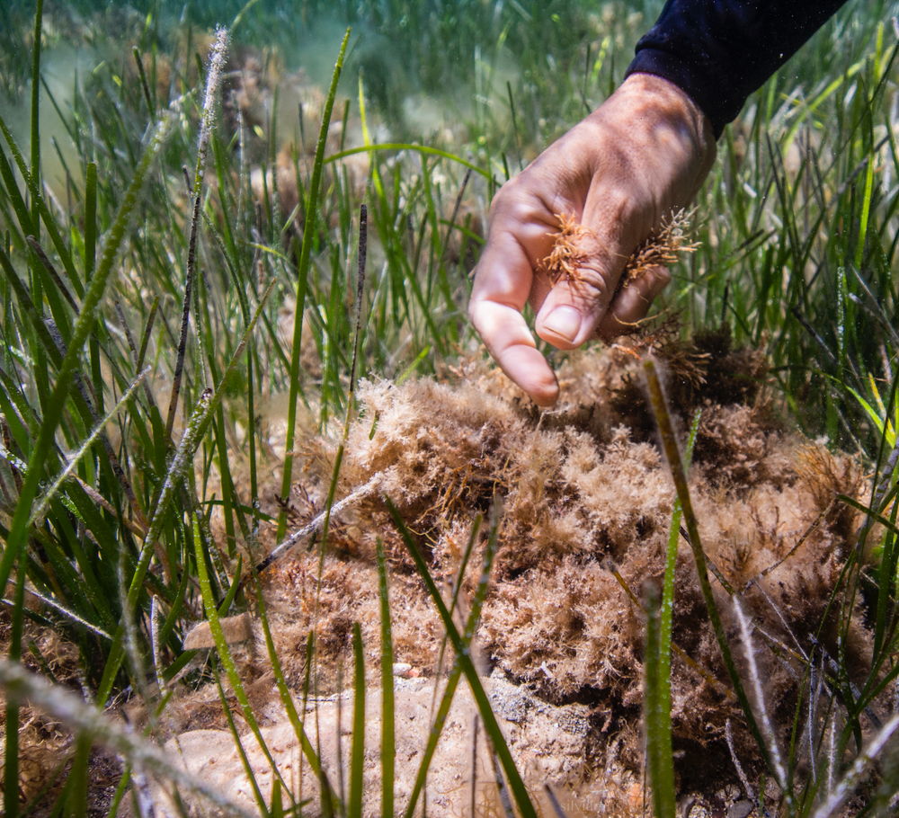 Restore Seagrass and Algae in Spain