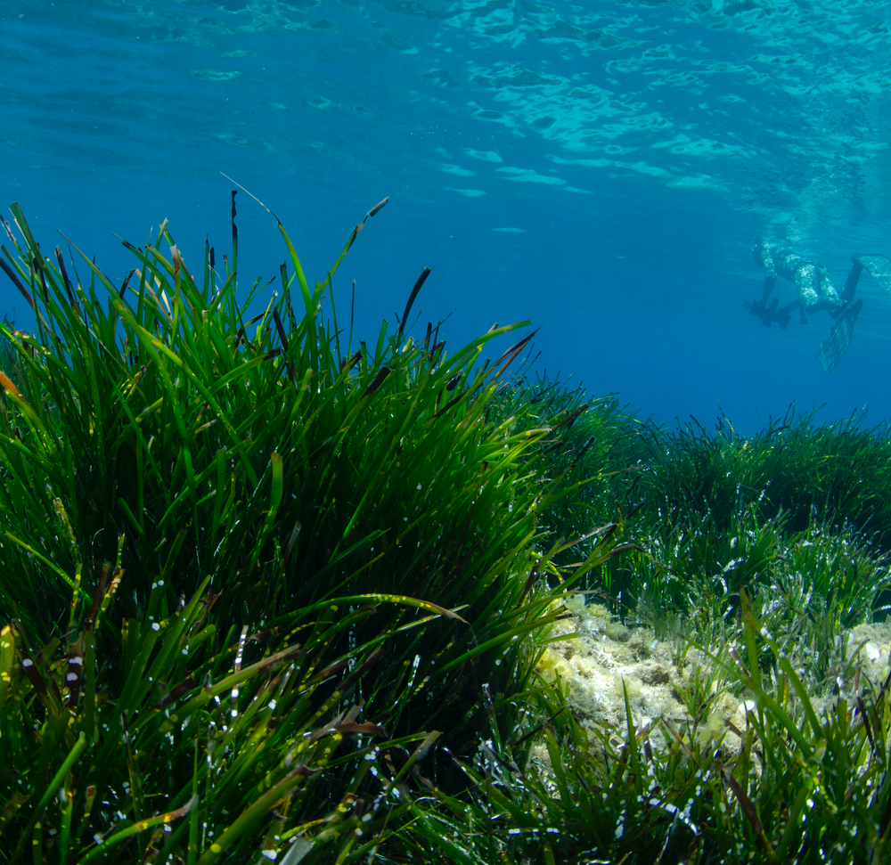 Restore Seagrass and Algae in Spain