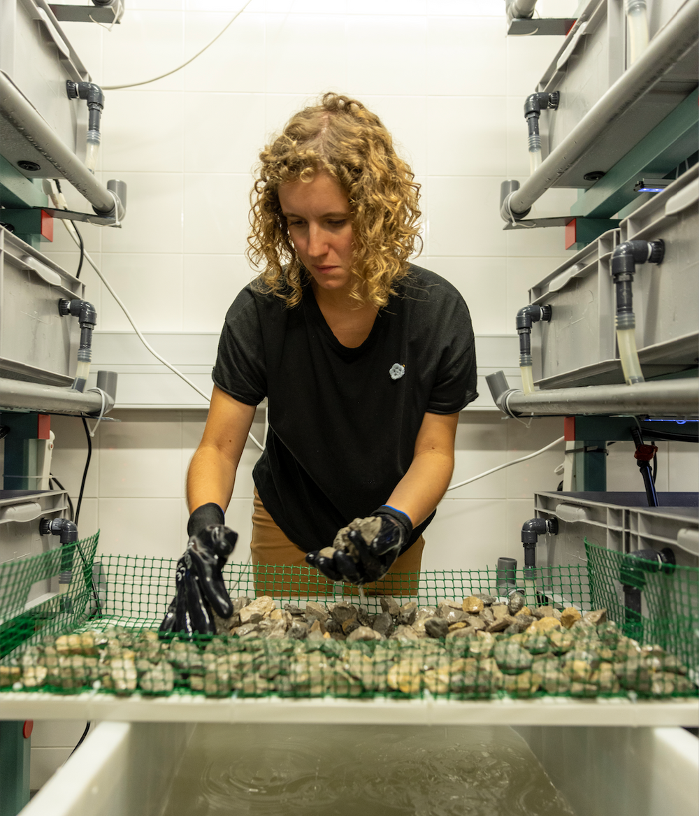 Restore Kelp Forests in Portugal