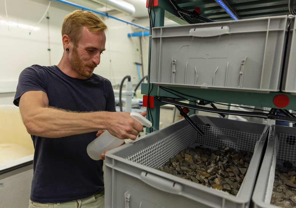 Restore Kelp Forests in Portugal