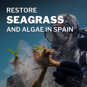 Restore Seagrass and Algae in Spain