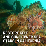 Restore Kelp Forests and Sunflower Sea Stars!