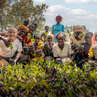 Subscribe to Plant Mangrove Seatrees in Kenya