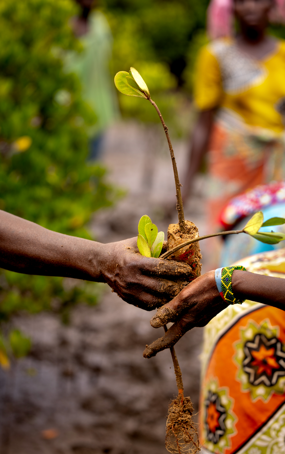 Subscribe to Plant Mangrove SeaTrees in Kenya