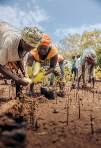 Subscribe to Plant Mangrove SeaTrees in Kenya