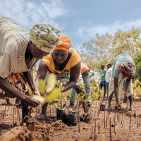 Subscribe to Plant Mangrove Seatrees in Kenya