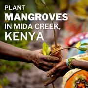 Plant Mangrove SeaTrees in Mida Creek, Kenya