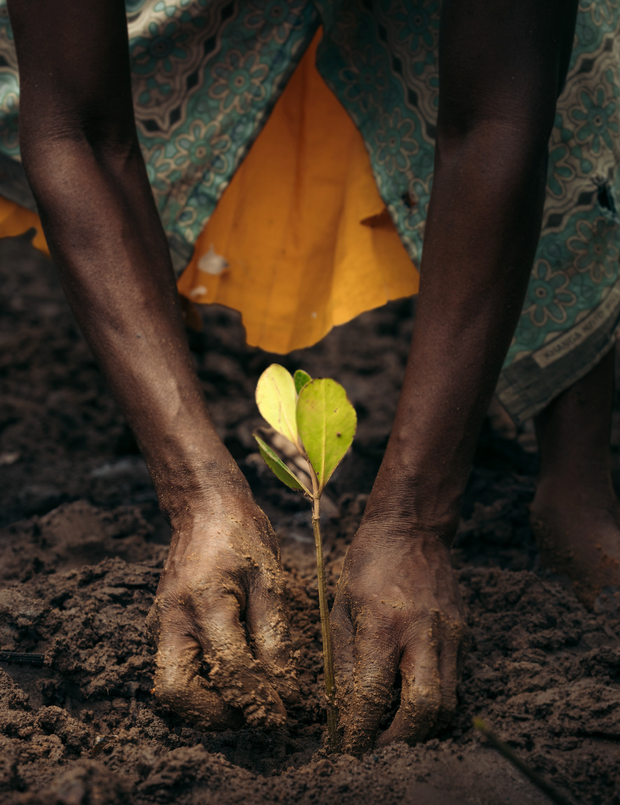 TEST Product SeaTrees Biodiversity Block: Mangrove -Regen Test