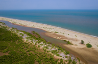 Biodiversity Block: Mangrove