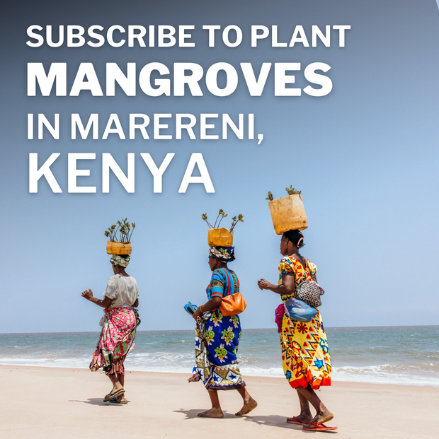 Subscribe to Plant Mangrove SeaTrees in Kenya