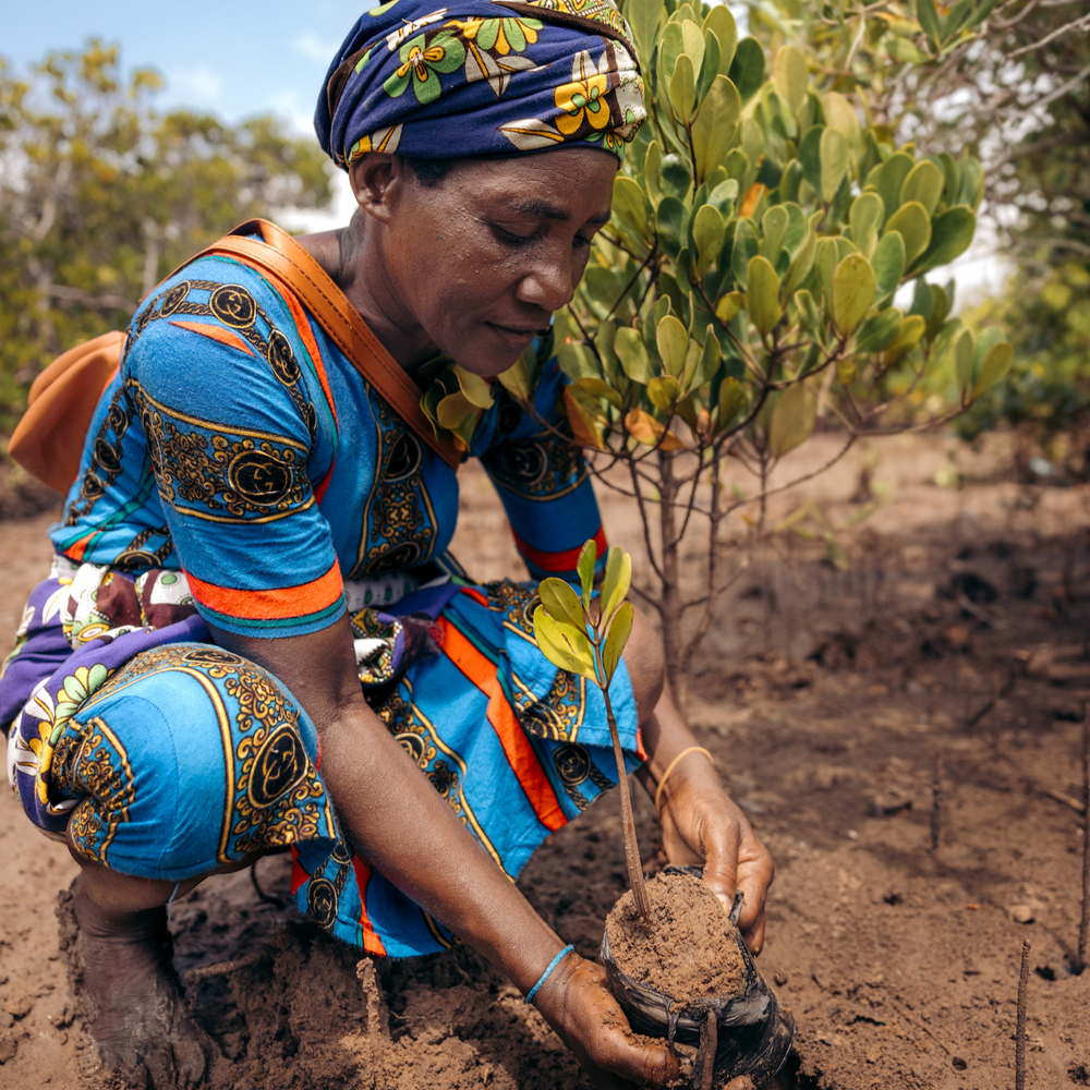 Subscribe to Plant Mangrove Seatrees in Kenya