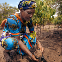 Subscribe to Plant Mangrove Seatrees in Kenya