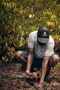 Subscribe to Plant Mangrove SeaTrees in Kenya