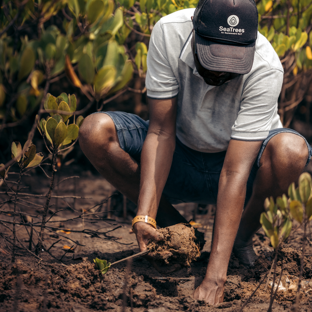 Subscribe to Plant Mangrove Seatrees in Kenya
