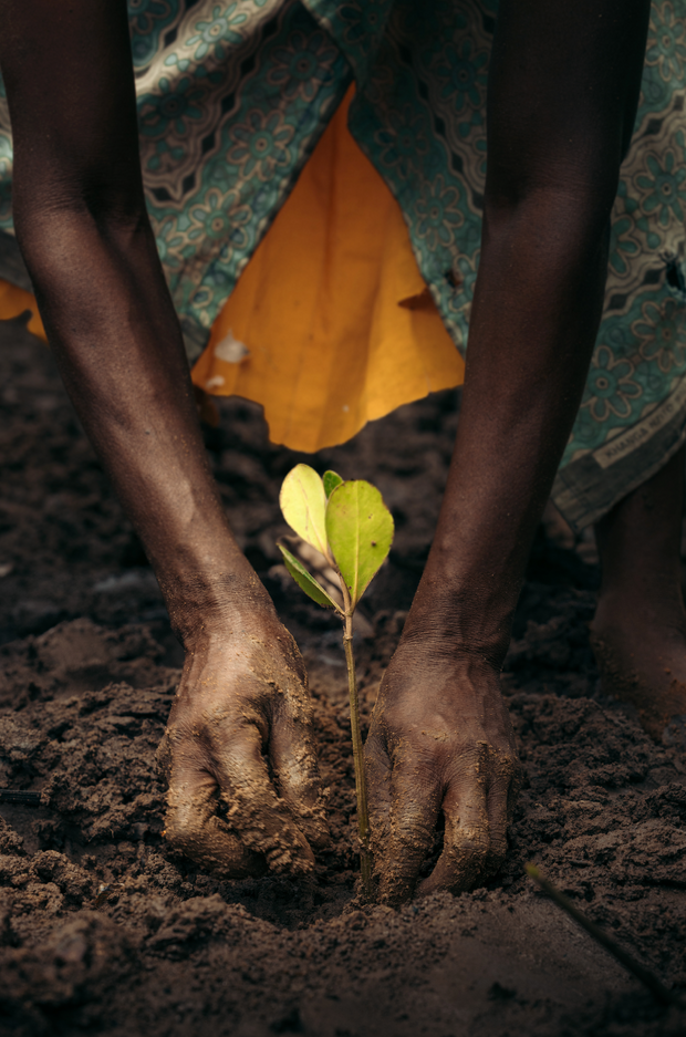 Subscribe to Plant Mangrove SeaTrees in Kenya