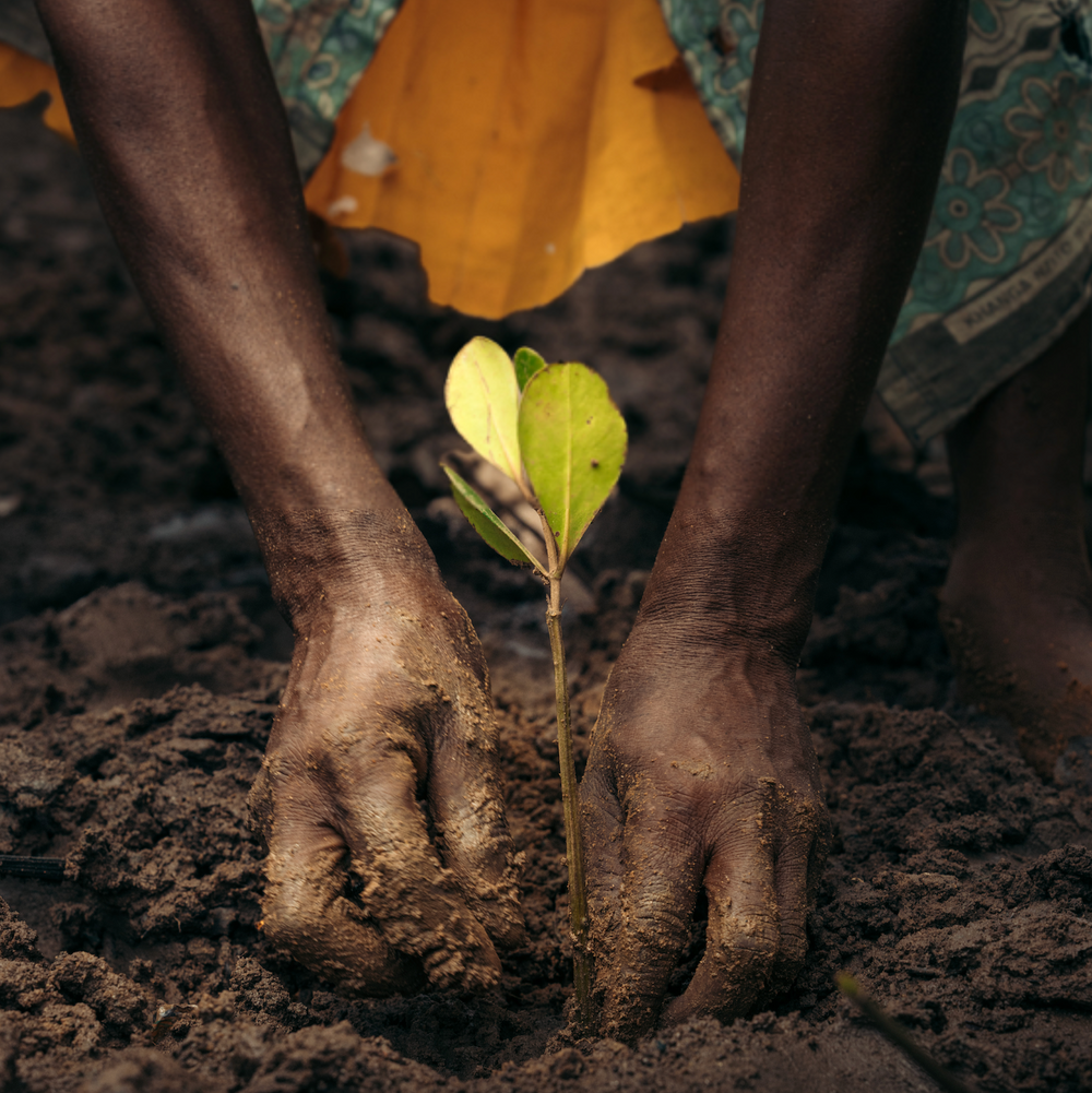 Subscribe to Plant Mangrove Seatrees in Kenya