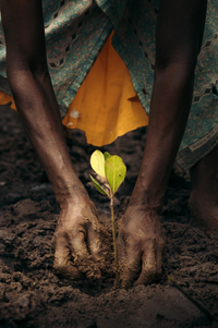 Buy a Biodiversity Block