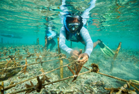 Plant Coral SeaTrees in Bali