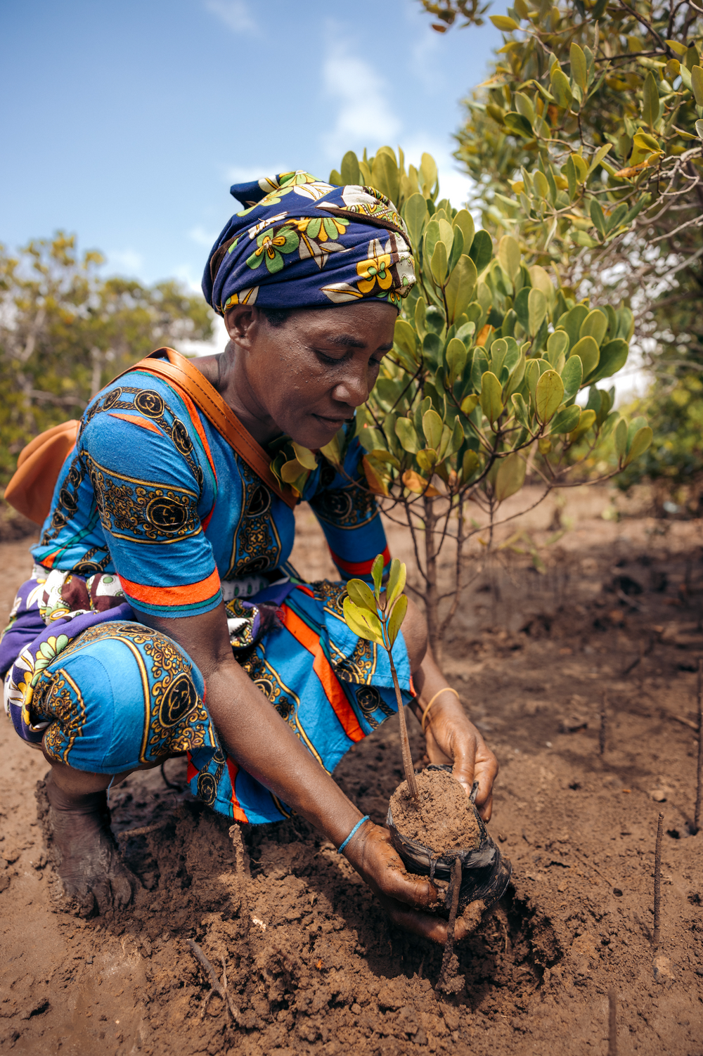 Plant Mangrove SeaTrees in Marereni, Kenya