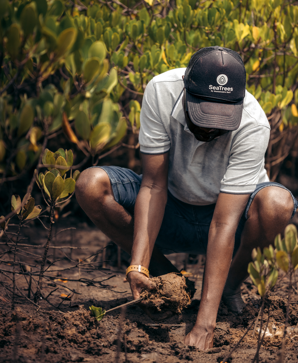 Plant Mangroves in Kenya