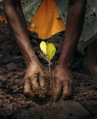 Plant Mangroves in Kenya