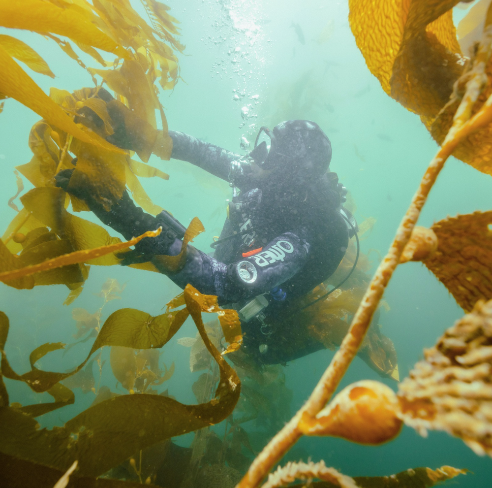 Kelp Carbon Science