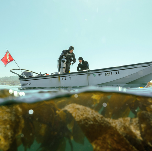 Thermally Tolerant Kelp