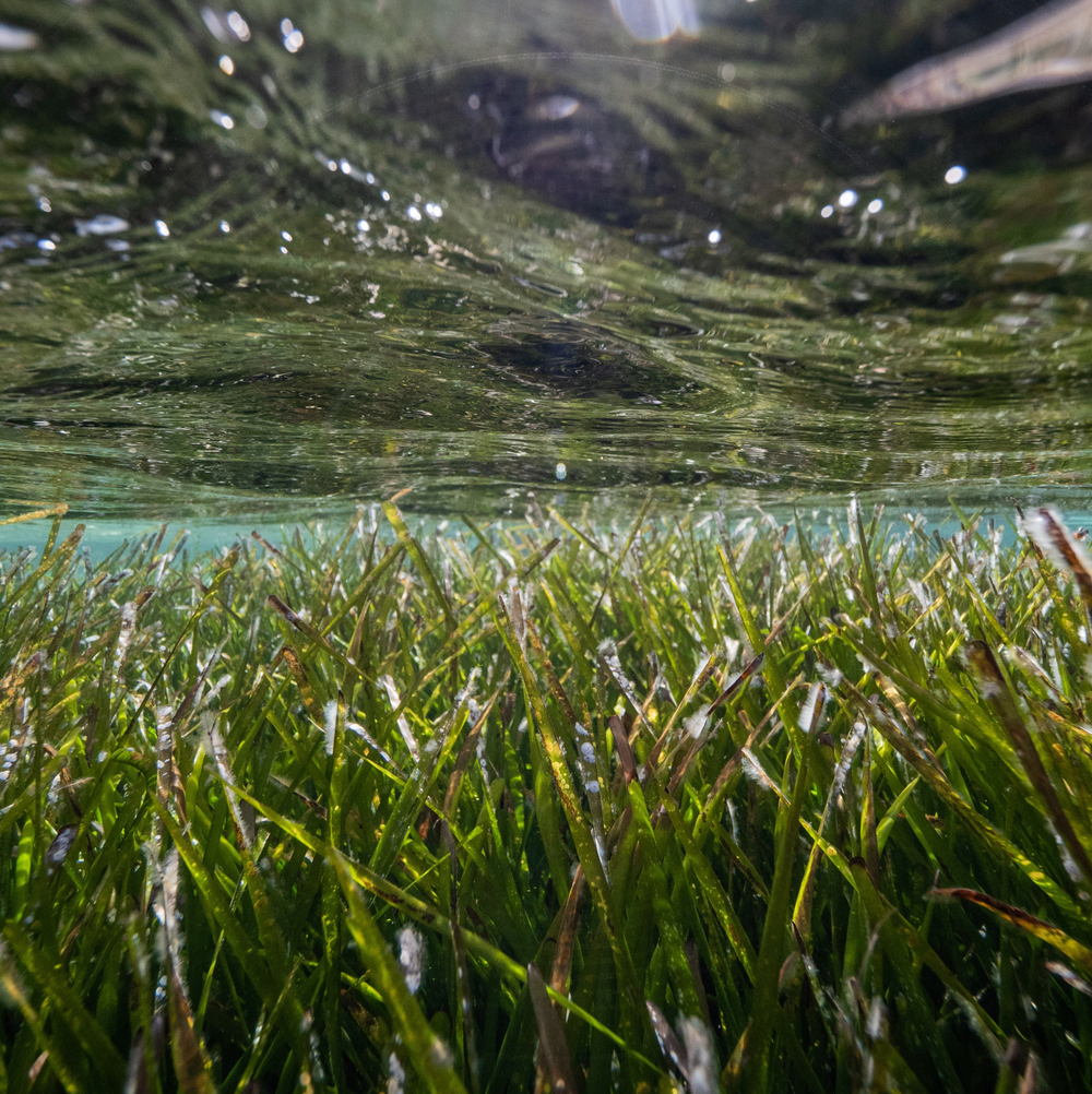 Subscribe to Restore Seagrass in Spain