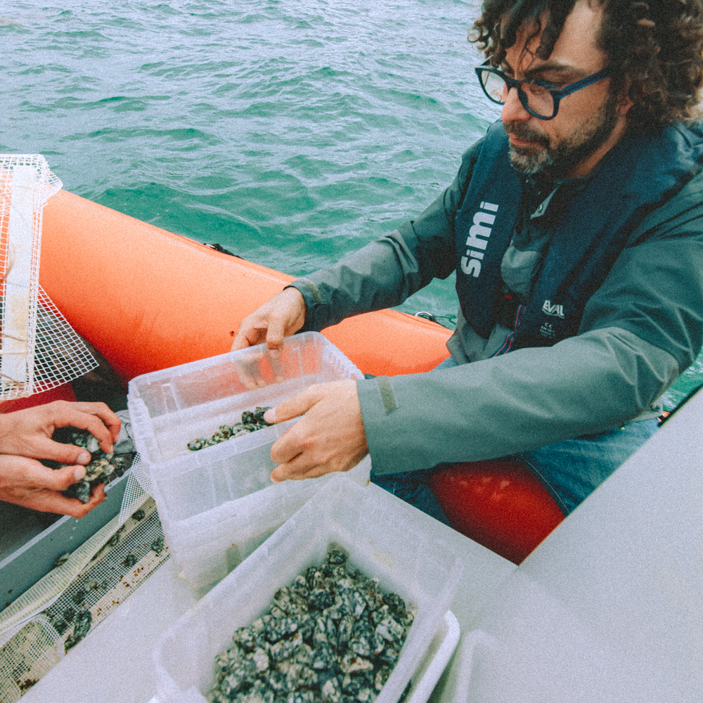 Grow a Kelp Seedling in Nazaré, Portugal