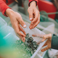 Grow a Kelp Seedling in Nazaré, Portugal
