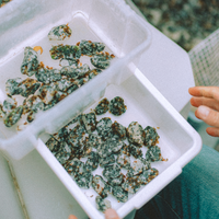 Grow a Kelp Seedling in Nazaré, Portugal