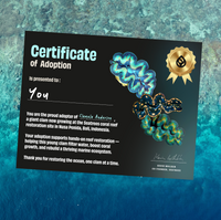 Adopt a Giant Clam