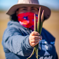 Plant Mangroves in Baja