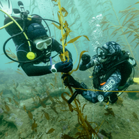 Thermally Tolerant Kelp