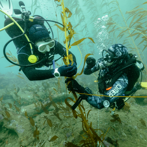 Thermally Tolerant Kelp