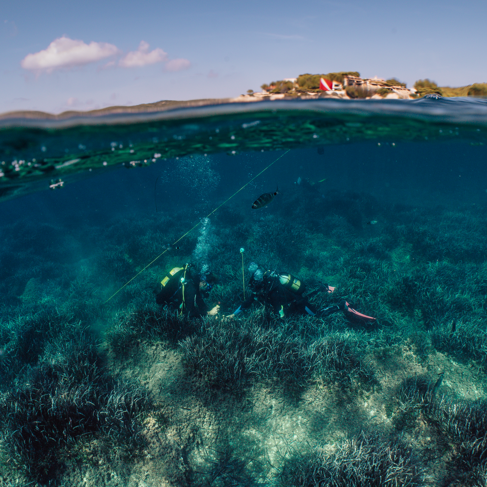 Subscribe to Restore Seagrass in Spain