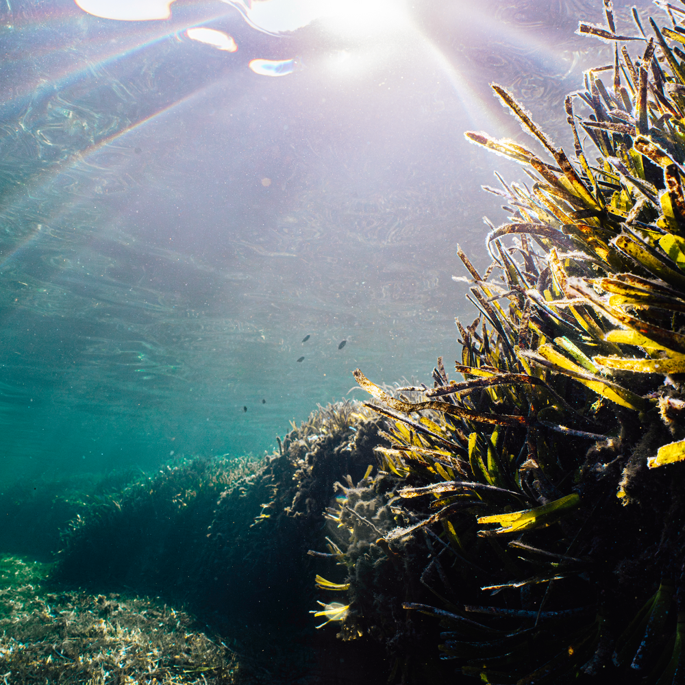 Subscribe to Restore Seagrass in Spain