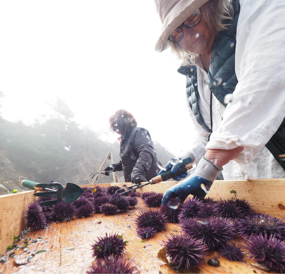 Fund a Kelp Restoration Dive