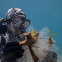 Subscribe to Restore Seagrass in Spain