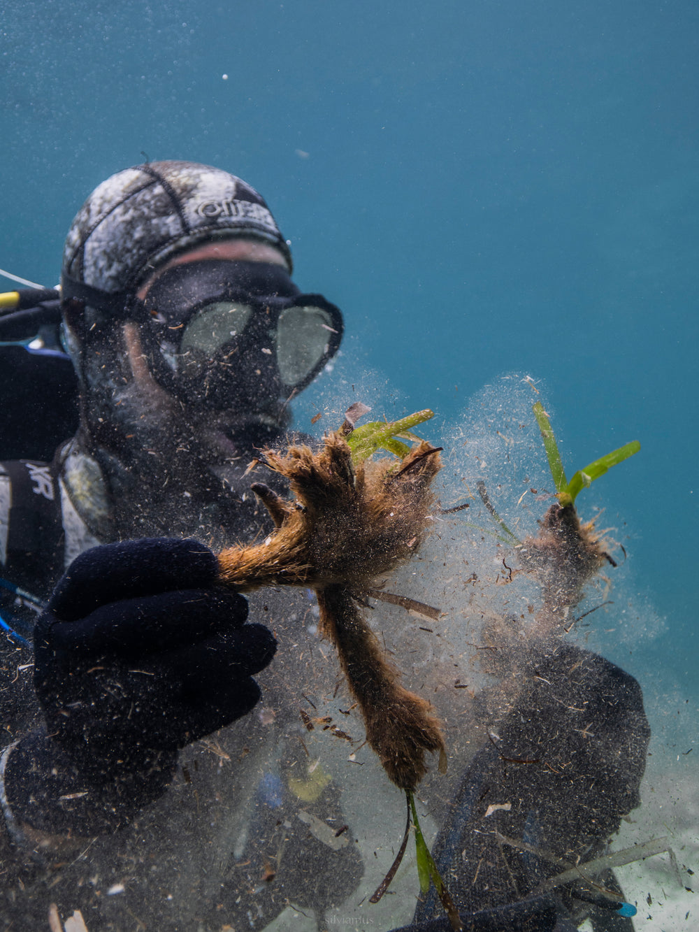 Restore Seagrass and Algae in Spain