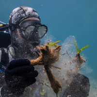 Restore Seagrass and Algae in Spain