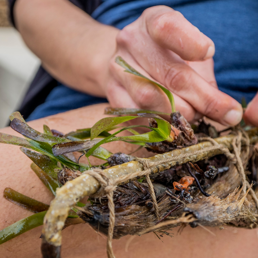 Subscribe to Restore Seagrass in Spain